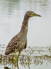 Nankeen Night Heron in New South Wales Australia