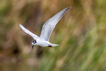 Whiskered Tern in Australia