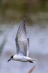 Whiskered Tern in Australia