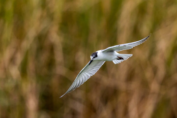 Whiskered Tern in Australia