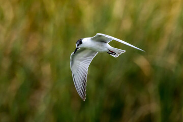 Whiskered Tern in Australia