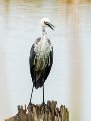 White-necked Heron in New South Wales Australia