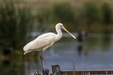 Yellow-billed Spoonbill in New South Wales Australia