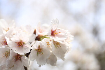 Very beautiful cherry blossoms blooming in spring in Japan