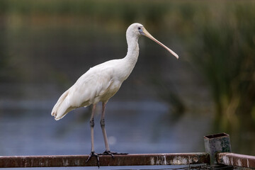 Yellow-billed Spoonbill in New South Wales Australia
