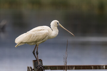 Yellow-billed Spoonbill in New South Wales Australia