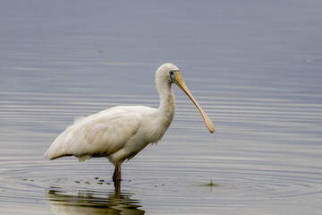 Yellow-billed Spoonbill in New South Wales Australia