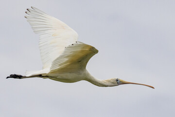 Yellow-billed Spoonbill in New South Wales Australia