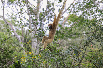 Sad Female of the Yellow cheeked gibbon Sitting on the Green Tree in the Rainforest in Thailand