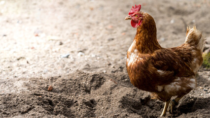 A happy chicken with lots of space, organic poultry farming