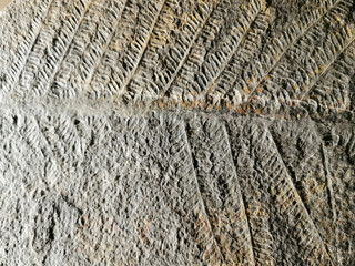 fossil leaves texture