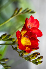 Blooming freesias, close up view of red flower with space for text