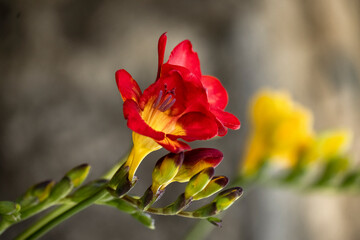 Blooming freesias, close up view of red flower with space for text
