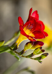 Blooming freesias, close up view of red flower with space for text