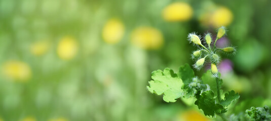 Shining spring garden. Young greenery on a spring day. Nature rejoices. Clear sunny day. Banner. Summer.