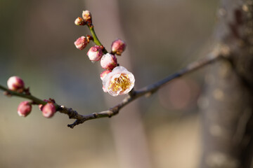 Ume (Japanese plum flower) with white and red color which is the sign of Spring in Tokyo, Japan