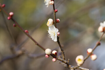 Ume (Japanese plum flower) with white and red color which is the sign of Spring in Tokyo, Japan