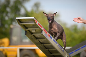 Dog is running on agility see-saw. She is so incredible dog on agility.