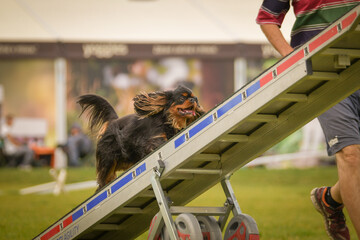Dog is running on agility see-saw. She is so incredible dog on agility.