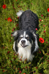 Adult border collie is standing in crimson clover. He want it so much.