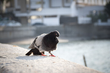 Fototapeta premium Pigeon is walking on the wall near to people he is looking for food.