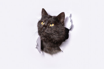 mongrel cat climbs through a hole in a white paper