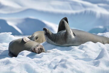 sea lion sleeping, sea lion yawning, sea lion on snow in Antarctica © mohammad
