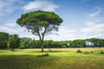Stone pine tree in San Rossore park. Pisa, Tuscany, Italy