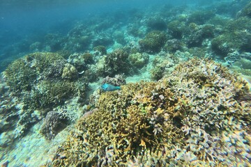 parrotfish, fish swarm, fish, siquijor, animal, aquatic, beautiful, blue, blue ocean, bottom of...