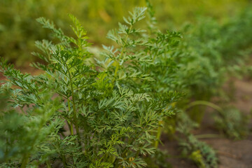 Parsley growing in the garden close-up, soft focus. Green parsley in the field. Popular cooking seasoning. Fresh green parsley leaves