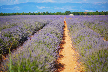 Fototapeta na wymiar Blooming lavender field on the Valensole Plateau in Provence, France