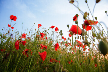 Field of poppies selective focus. Nature summer wild flowers. Vivid red flower poppies plant. Buds...