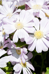 Blooming spring flowers in pastel colors, close up view of white flowers with space for text