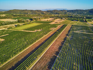 Aerial scenic Mediterranean landscape with cypresses, olive trees and vineyards in Provence, France