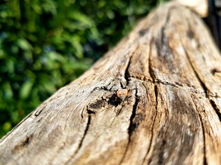 Old bleached wood with cracks