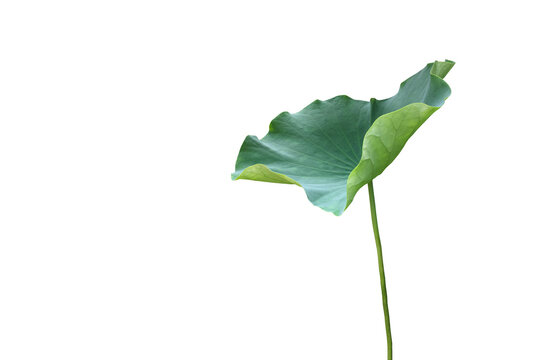 Isolated waterlily or lotus leaf with clipping paths.