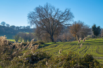 Paysage rural en hiver