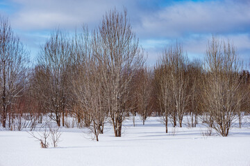 Trees of the forest at winter day.