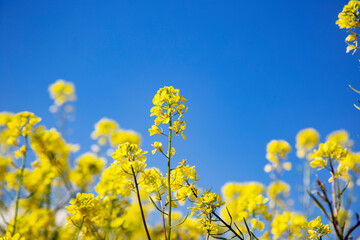 yellow flowers against  blue sky, copy spase, space for text