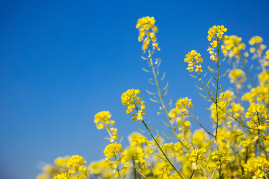 yellow flowers against  blue sky, copy spase, space for text