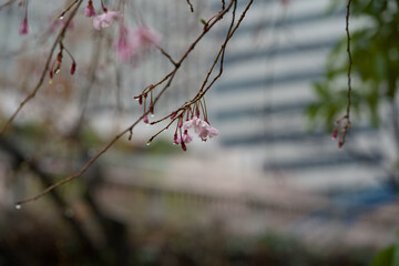 Sakura (Someiyoshino) under rain which is famous as Japanese cherry blossom, which bloomed a little early in 2023. In the city center of Shibuya and Meguro, Tokyo JAPAN