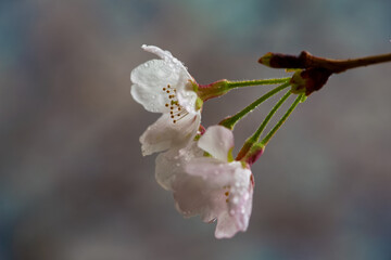 Sakura (Someiyoshino) under rain which is famous as Japanese cherry blossom, which bloomed a little early in 2023. In the city center of Shibuya and Meguro, Tokyo JAPAN