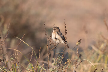 A female Desert Wheater or Oenanthe deserti observed in Rann of Kutch