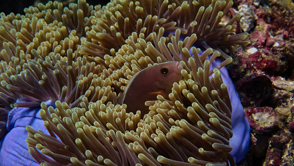 Naklejka na ściany i meble Underwater macro photo of a damselfish in the tentacles of an anemone 
