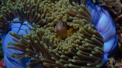 Naklejka na ściany i meble Underwater macro photo of a damselfish in the tentacles of an anemone 