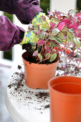 Gardener replants potted flowers in spring
