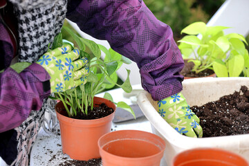 Gardener replants potted flowers in spring - 585699828