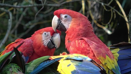 Group of Ara parrots, Red parrot Scarlet Macaw, Ara macao