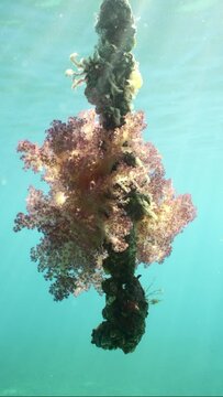 Vertical video, Close-up of Bright pink Soft Coral Dendronephthya hang in clusters from hanging rope in bright sunny day, Slow motion 