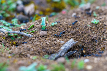 Ants walking on the ground next to their nest looking for food in macro close by